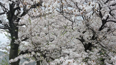 今年の桜