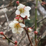 梅まつり🌼